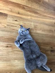 Pet sitting visits include message updates with pictures on how your pet is doing, with every visit. Ali Cats Cat Sitting Services Home Facebook