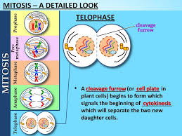 Cytokinesis begins at the anaphase stage and continues through telophase and into the interphase. Topics Covered The Cell Cycle Mitosis A Detailed Look Ppt Download