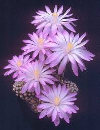 63,949 sales | 5 out of 5 stars. The Bcss Teesside Branch Photo Gallery Cacti Blooming Cactus Cactus Flower Orchid Cactus