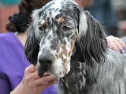 English setter puppies for sale in iowa. English Setter The Amazing Companion Hunting Dog Breed Petmoo