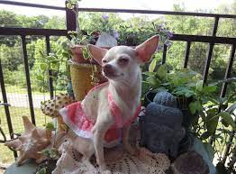Chiwawa by wanko ni mero mero is featured on just dance 2016, just dance now, and just dance unlimited. Chichiwawa Puppy Clothes And Photography Startseite Facebook