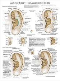 Auriculotherapy Ear Acupuncture European System Poster 18 X 24 Ear Reflexology Acupuncture Acupuncture Points