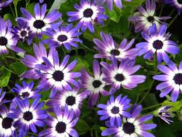 Purple White Flowers Spring Flowers Wallpaper Purple And White Flowers Purple Daisy
