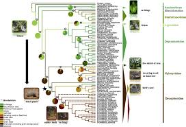 Image result for Telechrysis tripuncta