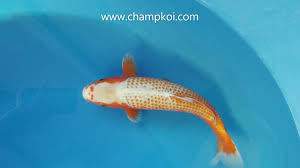 `koi fish painting by lee reynolds $250 (greensboro,nc) pic hide this posting restore restore this posting. Champion Nishikigoi