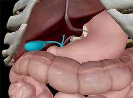 Gsi asked questions about the abdominal membranes to christopher windham, m.d. Anatomy And Physiology The 5 Unsung Heroes Of The Abdominal Cavity