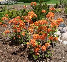 Azalea Mandarin Lights I Have 4 Of These Azaleas Garden Spaces Rhododendron
