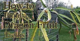 They can have either red or yellow 2 touching a dragon fruit to see if it is ripe. How To Build A Dragon Fruit Pitaya Trellis Self Sufficient Me