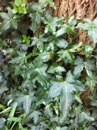 Image result for Araliaceae