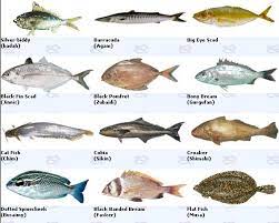 حقائق عن بعض انواع السمك المتعارف علية في الخليج السلام عليكم ورحمة الله وبركاته مرحبا بالجميــــــــع الهامور 1