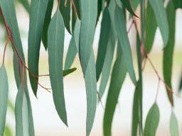 A calming, soothing oil is suitable for irritated or sensitive skin restoring calm and balance. Eucalyptus What Are The Health Benefits