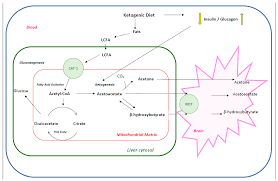 The condition can cause permanent brain damage and is potentially fatal. Nutrients Free Full Text Therapeutic Use Of The Ketogenic Diet In Refractory Epilepsy What We Know And What Still Needs To Be Learned Html