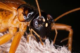 Pest control services vary in cost; How To Protect Your Home From Common House Bugs In Florida Command Pest Control