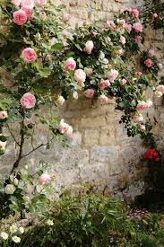 Les Plantes Grimpantes Beaucoup D Idees Pour Le Jardin Fleurs Muraux Plante Grimpante Persistant Et Plante Grimpante