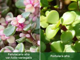Image result for Pimpinella afra