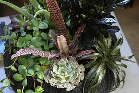 Image result for Angraecum infundibulare