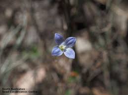 Image result for Wahlenbergia ramosissima