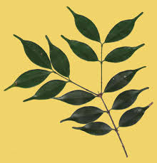 Image result for Strychnos usambarensis