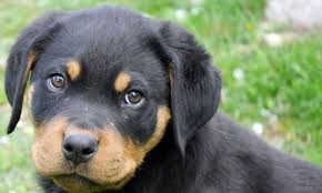 Image result for Rotala gossweileri