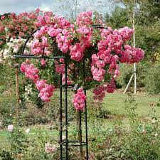 No obvious sign of … Minnehaha Weeping Standard Rose Peter Beales Roses The World Leaders In Shrub Climbing Rambling And Standard Classic Roses