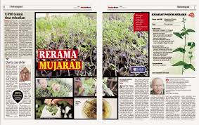 © copyright 2021, rama works®. About Daun Rerama Ubat Penawar Kanser