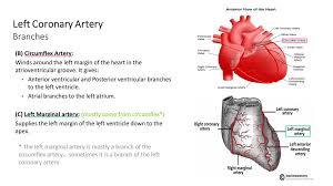 Coronary arteries supply oxygenated blood to the heart muscle, and cardiac veins drain away the blood once it has been deoxygenated. Blood Supply Of The Heart Ppt Download