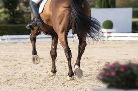 The ergot is a small callosity on the underside of the fetlock of a horse or other equine. Ergots And Chestnuts On Horses What To Know How To Care For Them