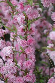 Maybe you would like to learn more about one of these? Double Pink Flowering Almond Prunus Glandulosa Rosea Plena In Chatham Kent Wallaceburg Blenheim Tilbury Ontario On At Glasshouse Nursery