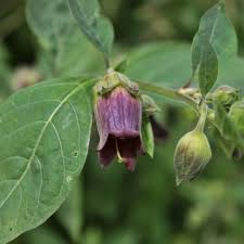 Pin Auf Blumen Graser Und Straucher Bestimmen