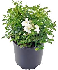 My favourite was the pale pink and white 'apple blossom', and i planted a bush on each side to soften the concrete steps to an entrance. Rose Size Container Rose 2 Pale Pink Flowers Flower Carpet Roses Rosa Appleblossom Gardening Patio Lawn Garden Guardebem Com