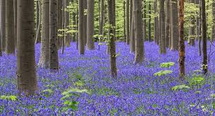 There is currently no additional information available regarding hallerbos. Hallerbos The Blue Forest Halle Belgium Worldwonders