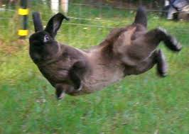 Pin On Bunnies Bunnies Bunnies Bunnies Bunnies Bunnies