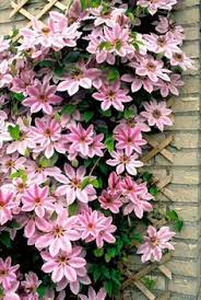 We did not find results for: 10 Best Clematis For Shade Ideas Clematis Clematis For Shade Plants