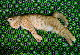 Cat Positions And What They Mean Mom Me Cat Position Cat Sleeping Positions Cats