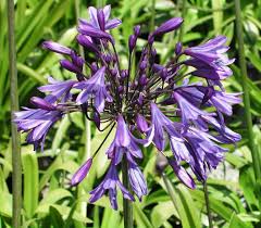 Image result for Agapanthus codii