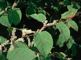 Japanese knotweed (polygonum cuspidatum) is a tough, invasive plant. How To Get Rid Of Japanese Knotweed The Independent