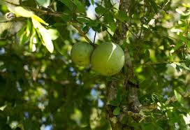 Image result for Strychnos madagascariensis