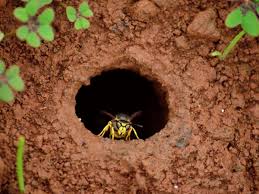 C'est un des rares endroits au monde à. Enlever Un Nid De Guepes Dans La Terre La Bonne Facon