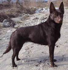 +393933365292 (italiano, english) tel antoinet: Razze Cani Australian Kelpie