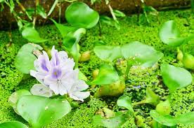 Belle plante aquatique 6 lettres. Plante Aquatique Mode D Emploi Pour Vegetaliser Un Bassin