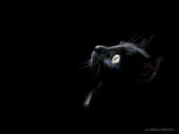 خلفيات قطط قطة Cat سوداء أسود Black عالية الوضوح 10