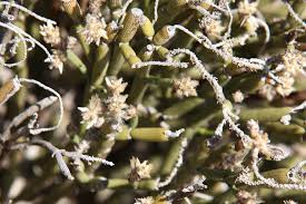 Image result for Arthraerua leubnitziae