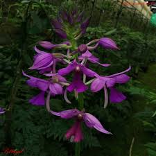 Image result for Calanthe sylvatica