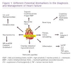 Biomarkers Heart Failure Cfr Journal