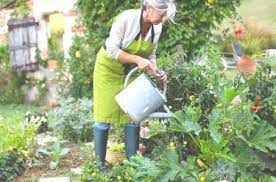 Dozens of polar bears were seen entering homes, public buildings, and inhabited areas, so in pale fire (1962), kinbote's home country is named zembla, and references to novaya zembla are made. Vjerovatno U Kuci Imate Nekoliko Kesica Sode Bikarbone Koja Zauzima Prostor I Na Koju Ste Z Growing Vegetables At Home Benefits Of Gardening Small Patio Garden
