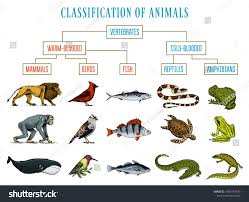 Classification Of Animals Reptiles Amphibians Mammals Birds