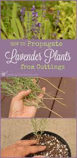 Lavender is one of the most fragrant flowers in the world. How To Propagate Lavender Plants From Cuttings Lavender Plant How To Propagate Lavender Plants