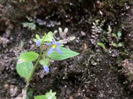 Image result for Exacum oldenlandioides