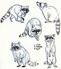 Raccoons Drawing Sketches Pinterest Discover And Save Creative Ideas Animal Drawings Sketches Raccoon Drawing Animal Sketches A collection of 35 cute easy animal drawing ideas to try out in your artist sketchbook.