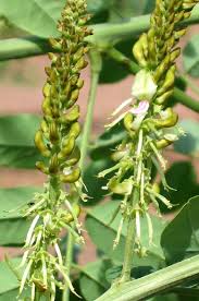 Image result for Indigofera congesta